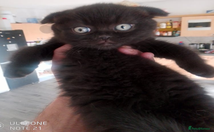 British Shorthair cats - Advert 3