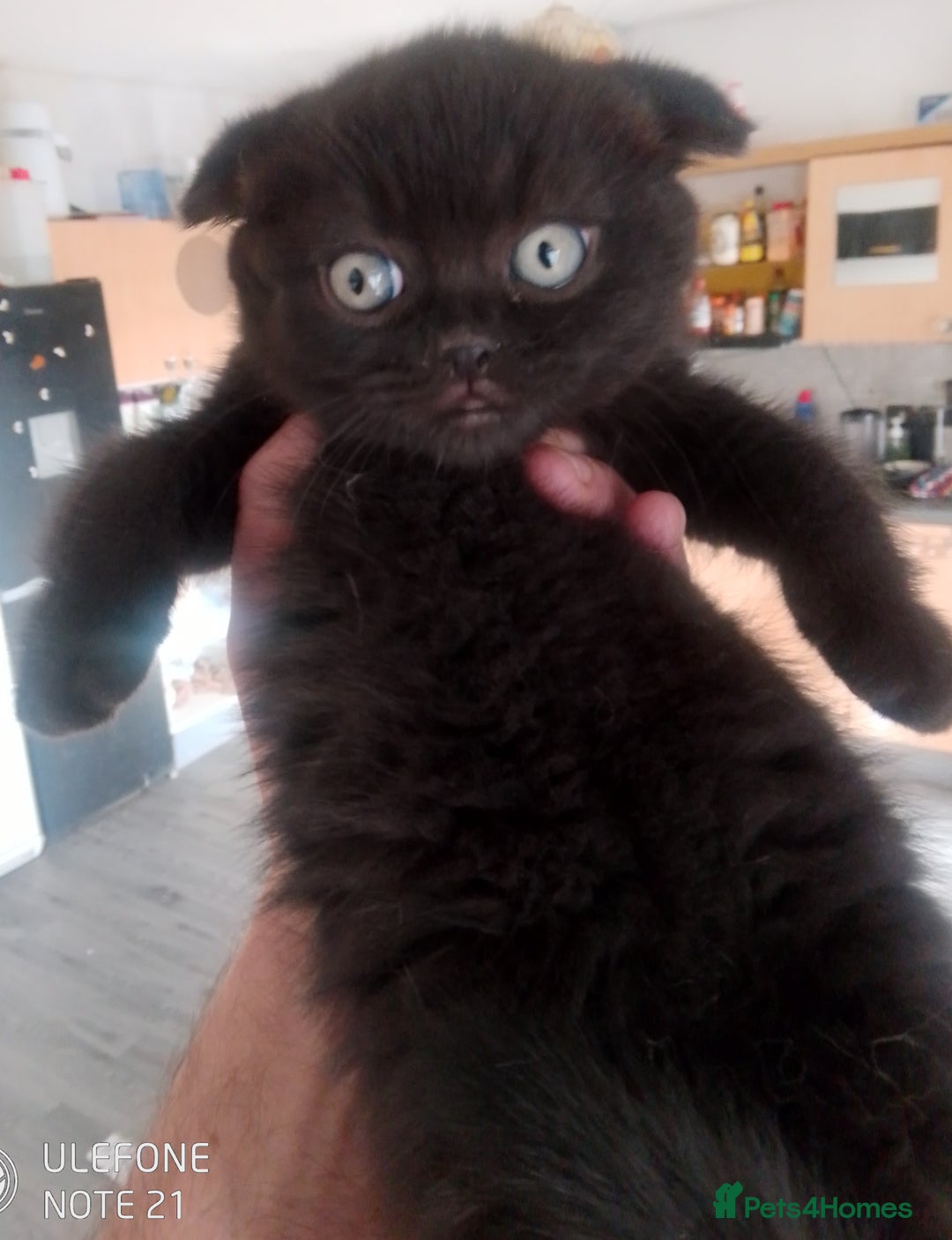 British Shorthair cats for sale: Last black boy  Teddy bear BSH - Image 3