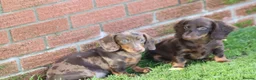 Dachshund dogs for sale: MINIATURE DACHSHUND PUPPIES FOR SALE - Advert 9