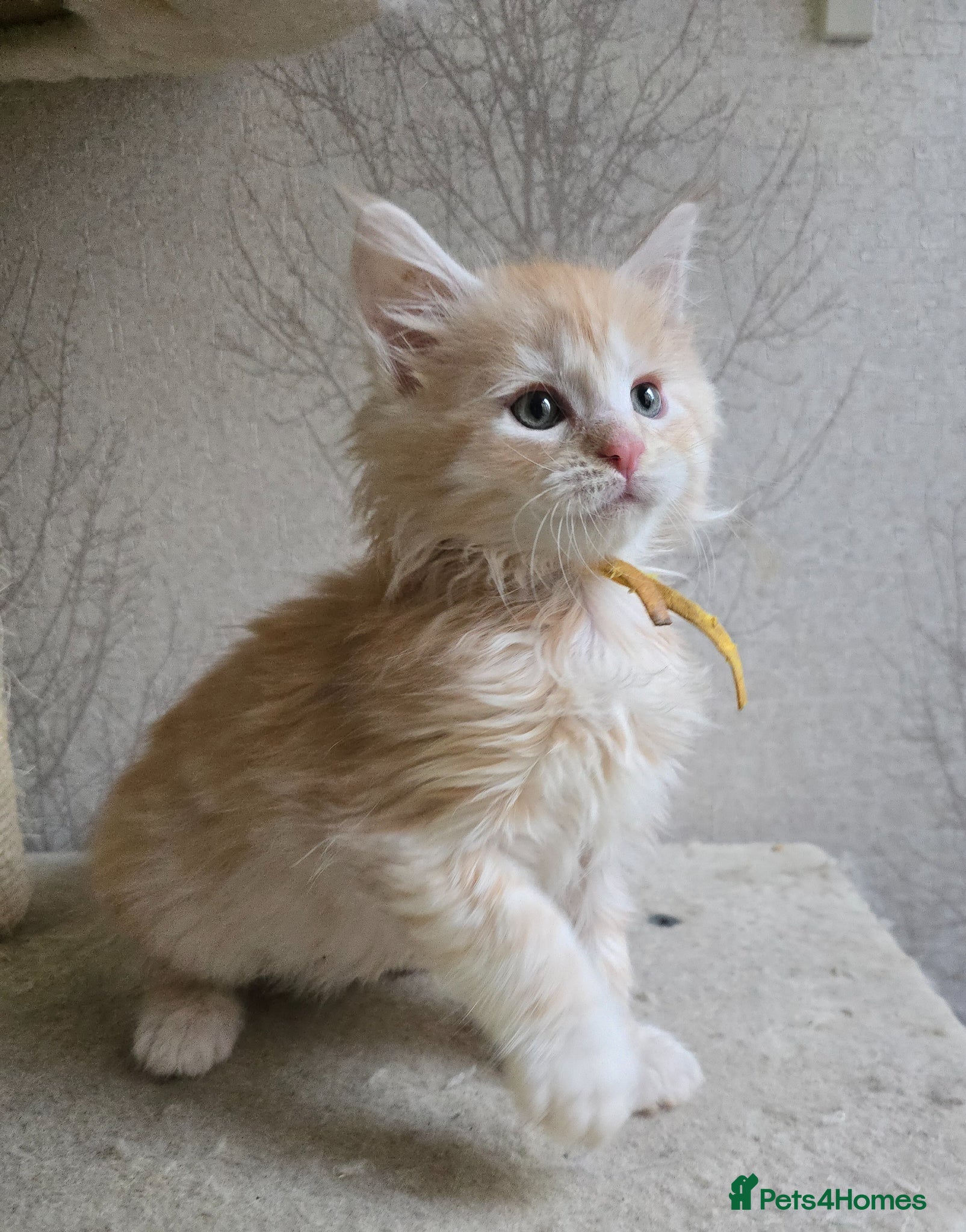 Maine Coon cats RARE Red High Silver Stunning Maine Coons Boys - Advert 17