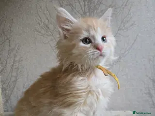 Maine Coon cats RARE Red High Silver Stunning Maine Coons Boys - Advert 17