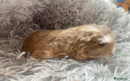 Guinea Pig rodents for sale: Guinea pigs  - Image 3