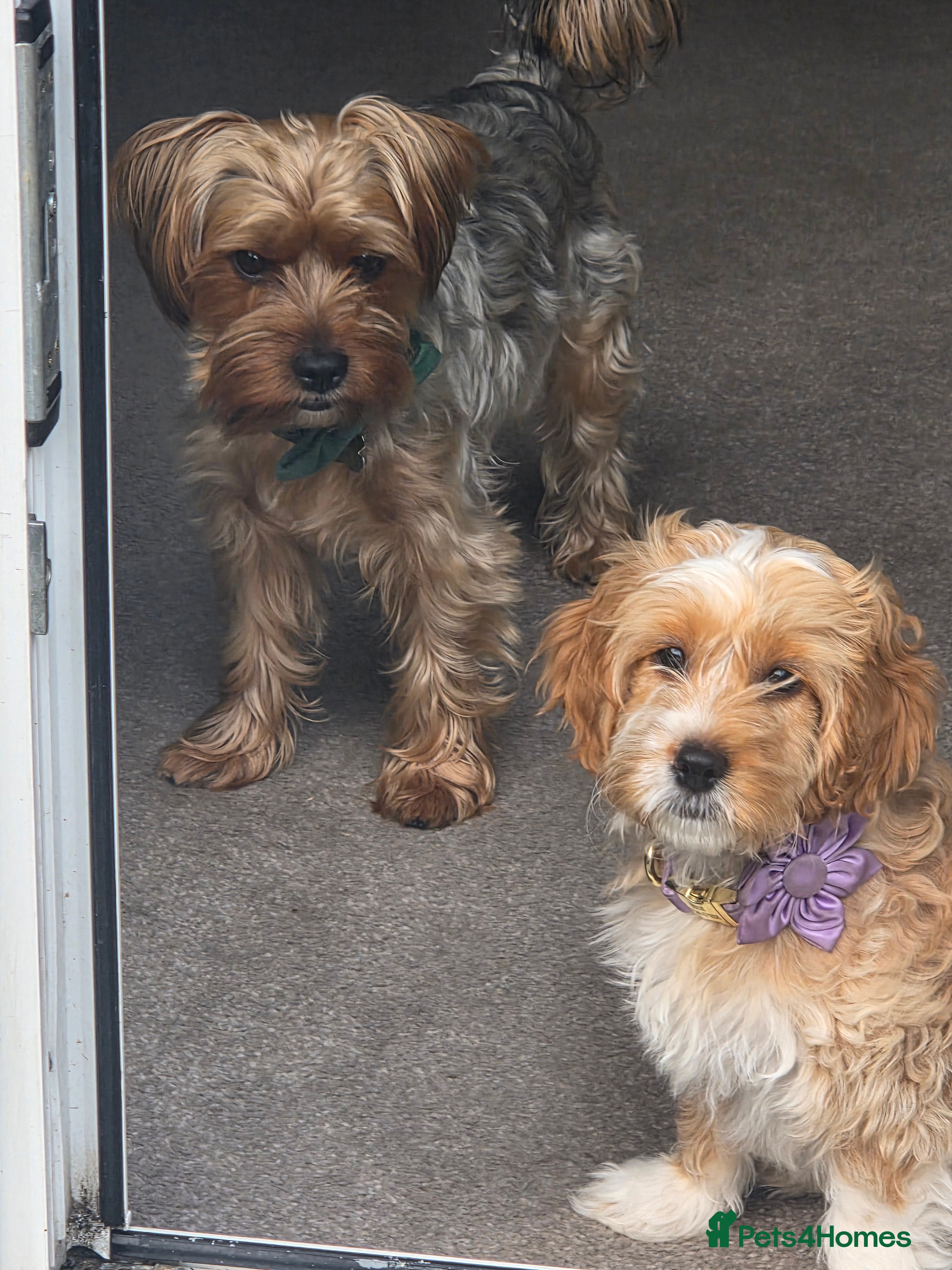 Mixed Breed dogs Yorkipoo - Advert 18