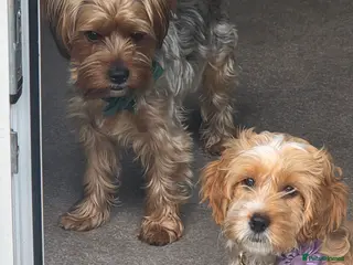 Mixed Breed dogs Yorkipoo - Advert 18