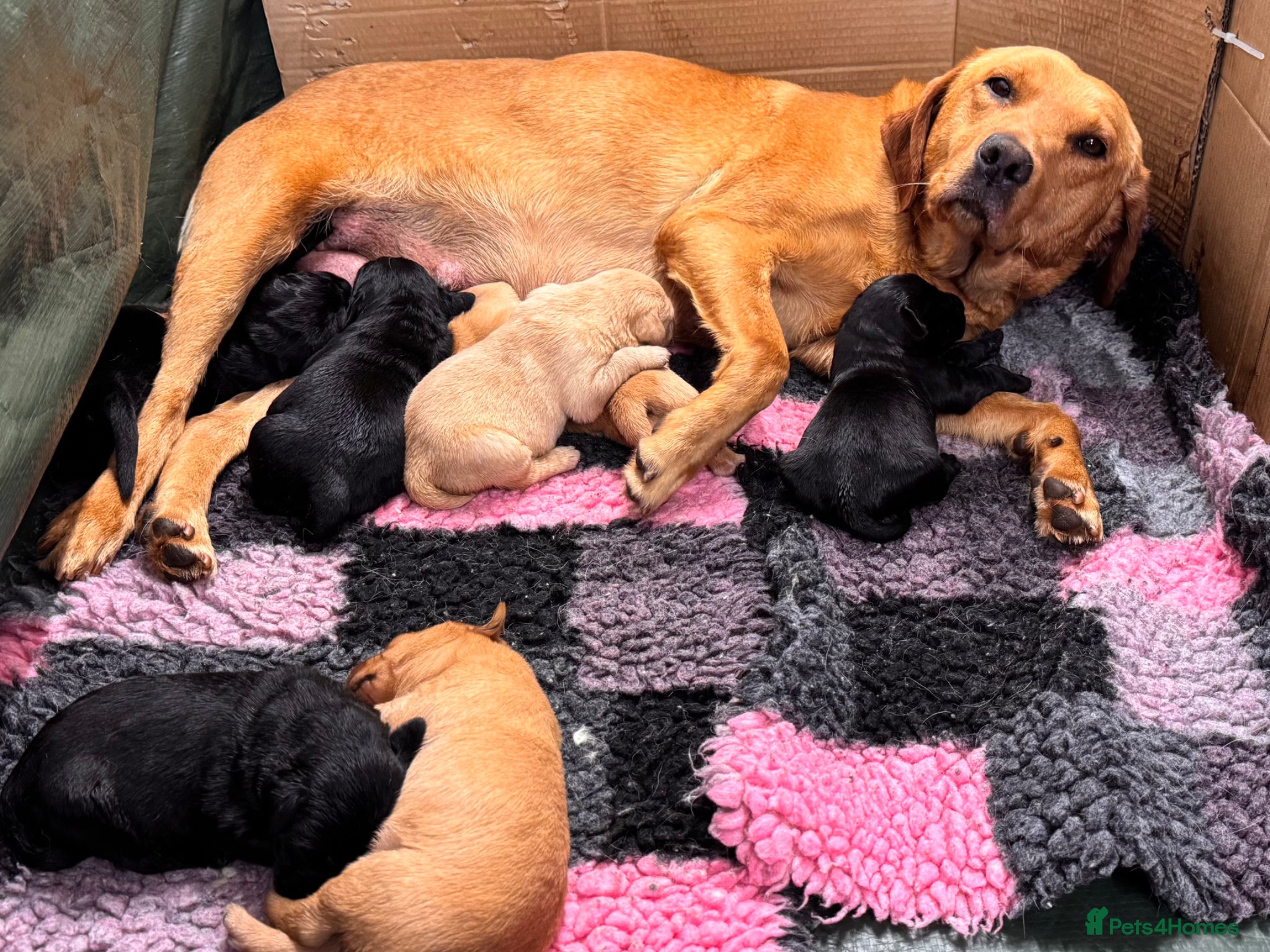 Labrador Retriever dogs for sale: Super RKC black lab girls!  - Advert 3
