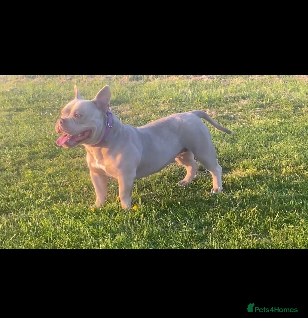 American Bully dogs for sale: Lilac Micro Bully  - Advert 3