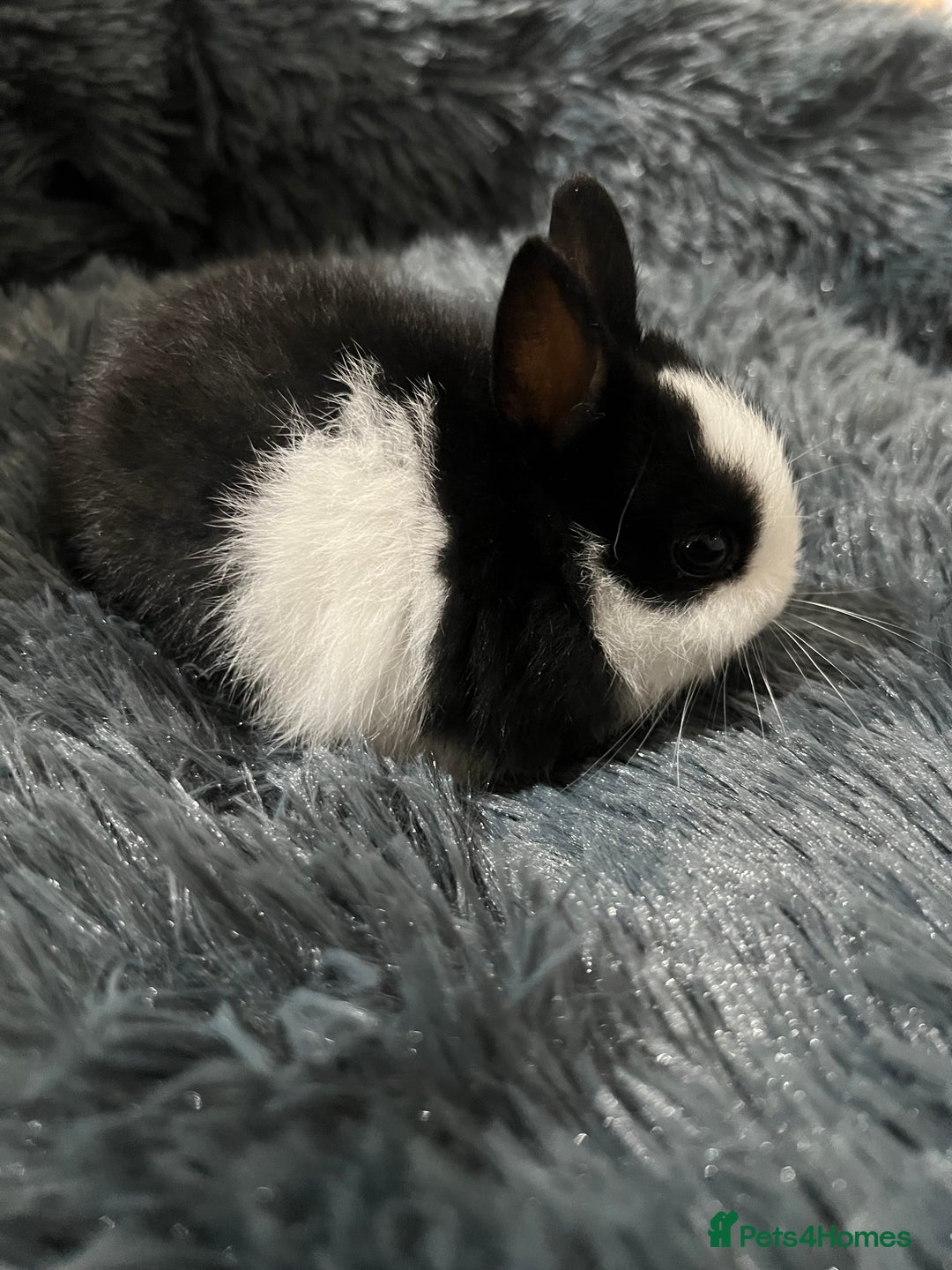 Netherland Dwarf rabbits for sale: Two beautiful Netherland dwarf bunnies  - Image 4