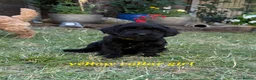 Cockapoo dogs for sale: Stunning Cockapoo Puppies - Advert 7