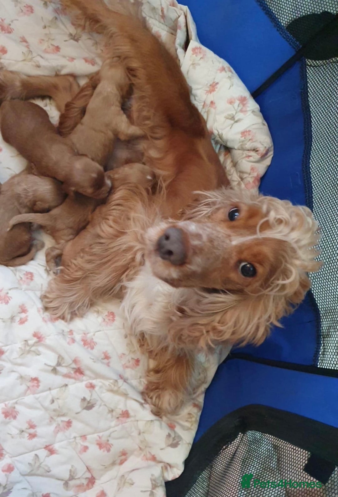 Cockapoo dogs for sale: 🐶🐶 cockerpoo puppies 🐶🐶 - Advert 2