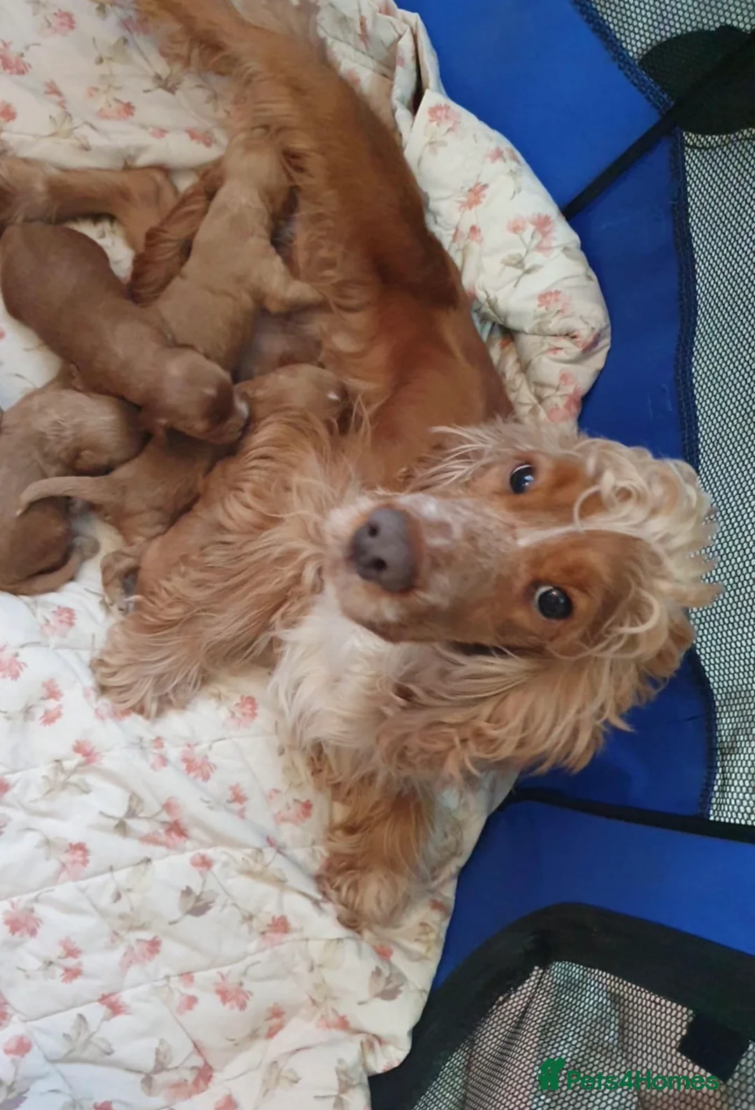 Cockapoo dogs for sale: 🐶🐶 cockerpoo puppies 🐶🐶 - Advert 3