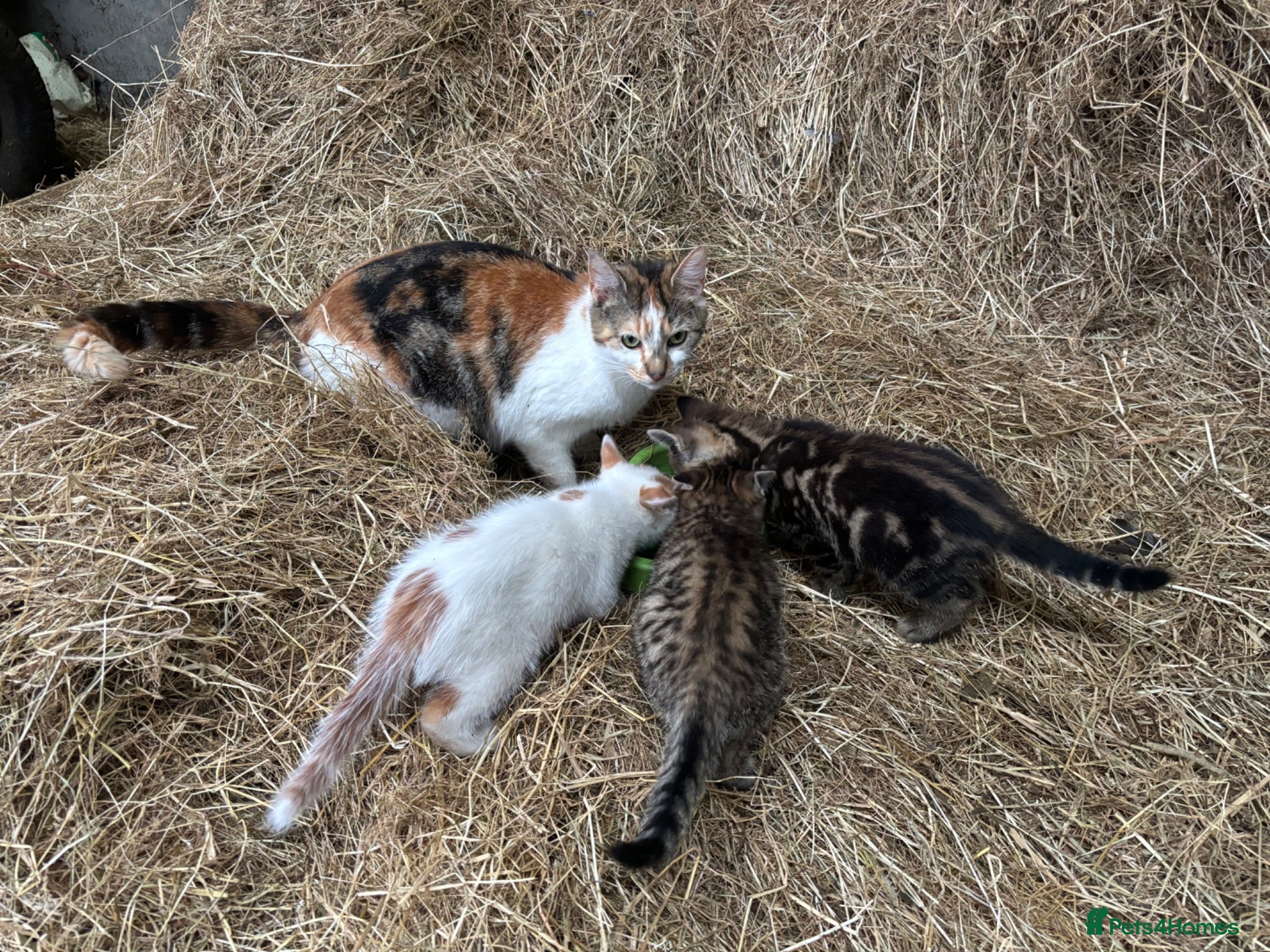 Mixed Breed cats 3 boy kittens  - Advert 3