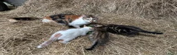 Mixed Breed cats for sale: 3 boy kittens  - Advert 1