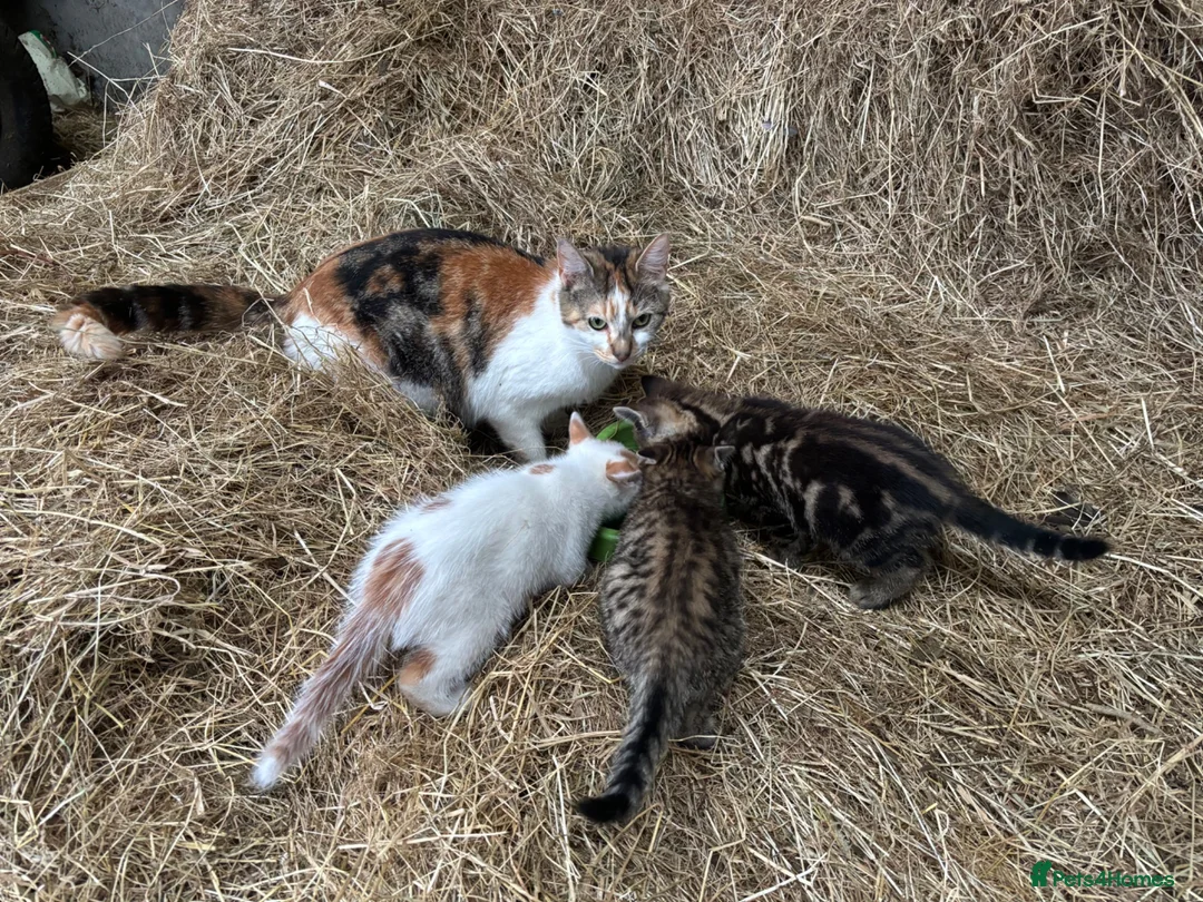 Mixed Breed cats for sale: 3 boy kittens  - Advert 1