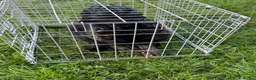 Chickens poultry for sale: Pair of brahmas - Advert 13