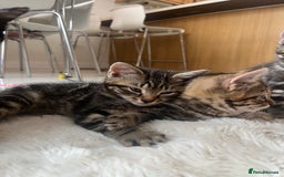 Mixed Breed cats for sale: 5 Adorable Mixed Breed Kittens - Image 9
