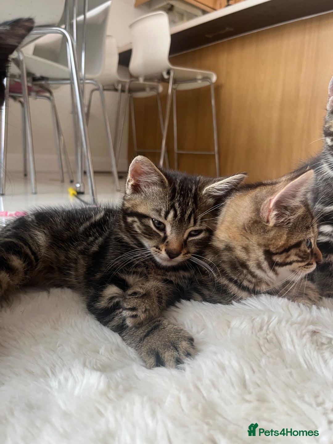 Mixed Breed cats for sale: 5 Adorable Mixed Breed Kittens - Image 9