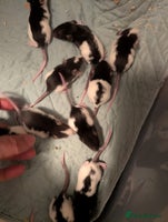 Rat rodents Adorable Baby Rats, available 6th December - Advert 3