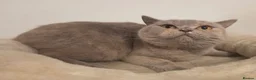 British Shorthair cats for sale: GORGEOUS GGCF ACTIVE REG QUEENS - Advert 3