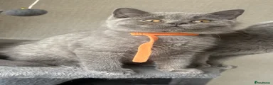 British Shorthair 1