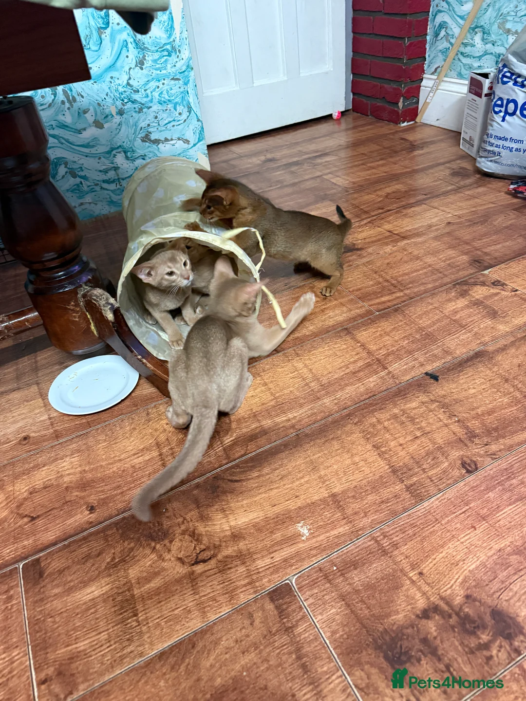 Abyssinian cats for sale: Ready for a new home - Advert 23