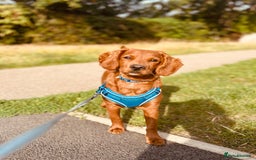Cavapoo dogs for sale: Cavapoo puppy  - Image 1