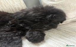 Mixed Breed dogs for sale: Shih-Poo or Shoodle - Image 14