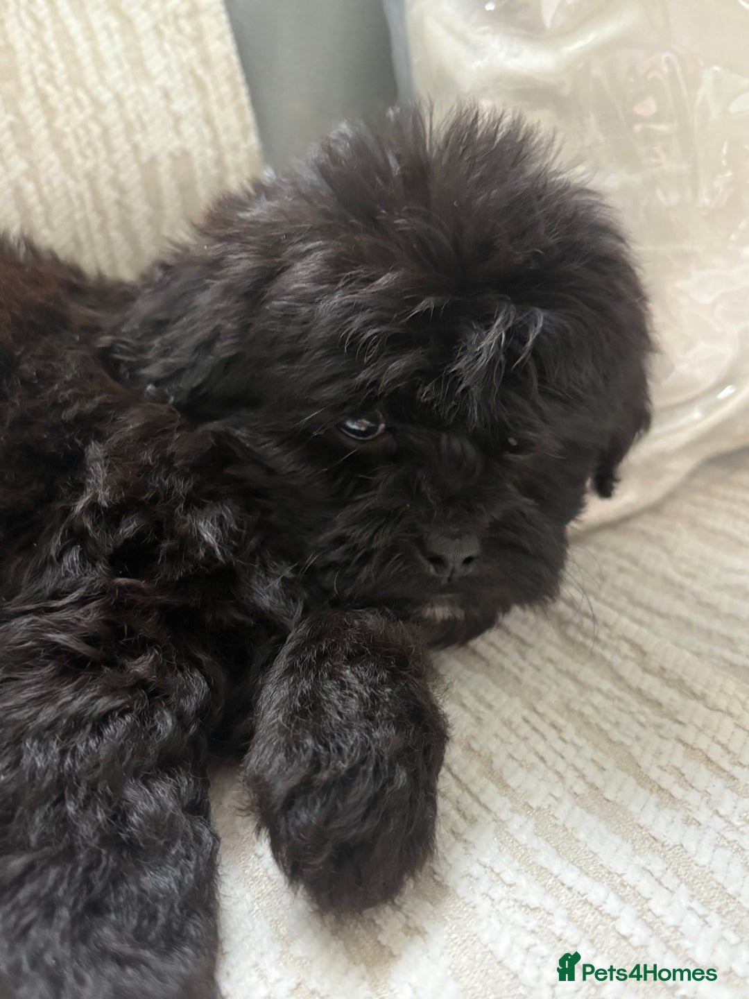 Mixed Breed dogs for sale: Shih-Poo or Shoodle - Image 14