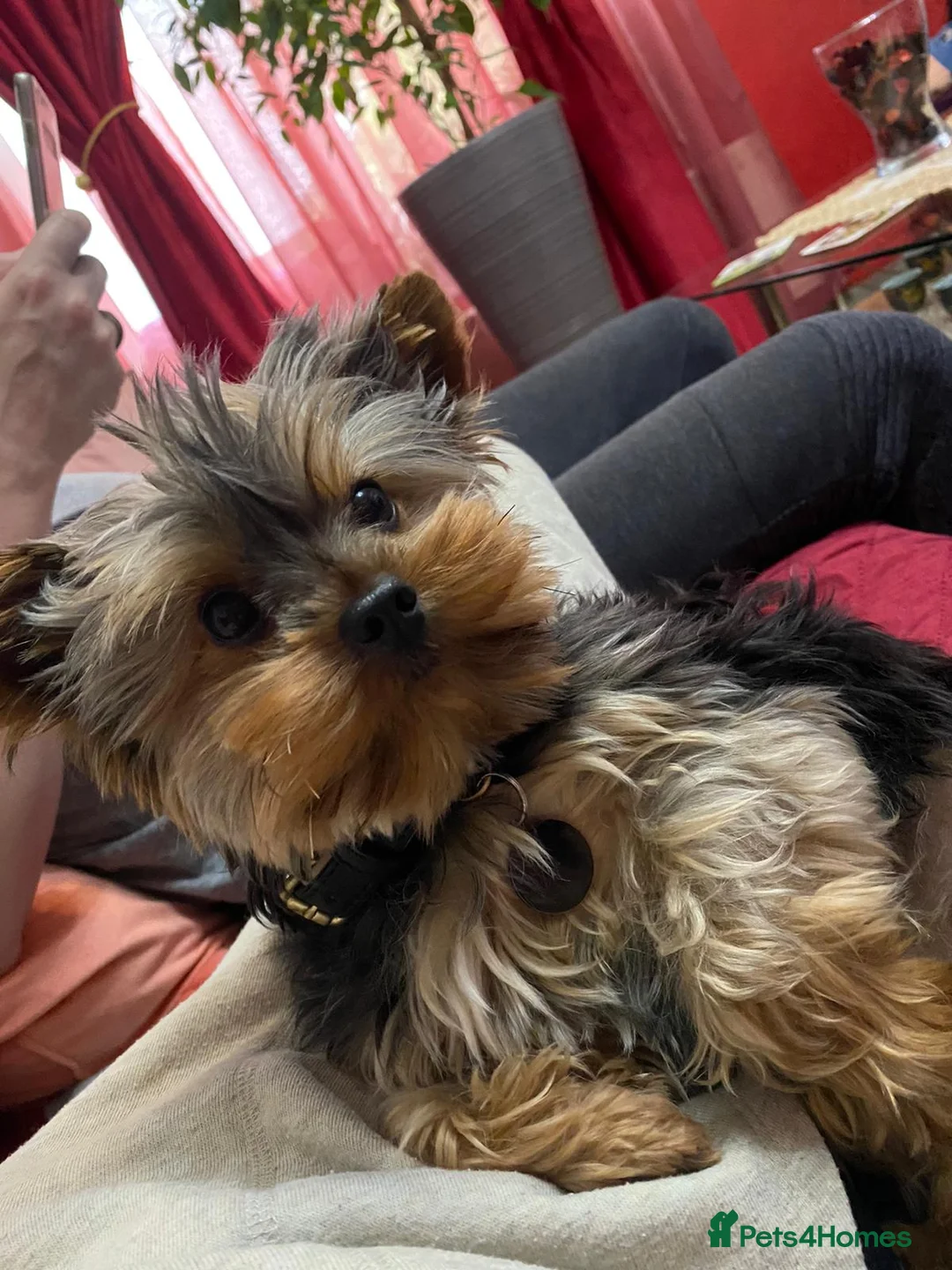 Yorkshire Terrier dogs for stud: Small Yorkie for Stud in Birmingham - Advert 3