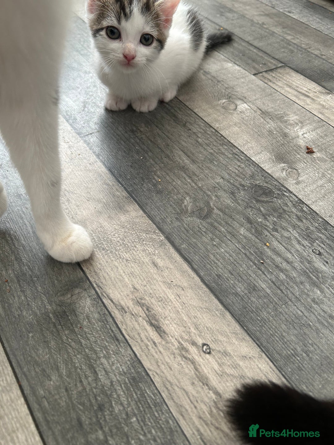 Mixed Breed cats for sale: Kittens are ready now  - Advert 22