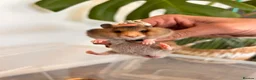 Hamster rodents for sale: Baby syrian hamsters  - Advert 17