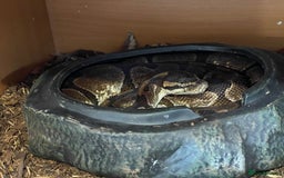 Python Snake reptiles for sale: Adult male enchi morph python with full set up - Image 1