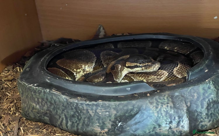 Python Snake reptiles - Advert 1