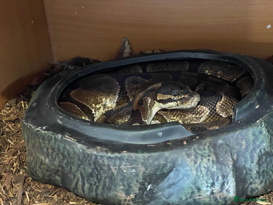 Python Snake reptiles for sale: Adult male enchi morph python with full set up - Image 1