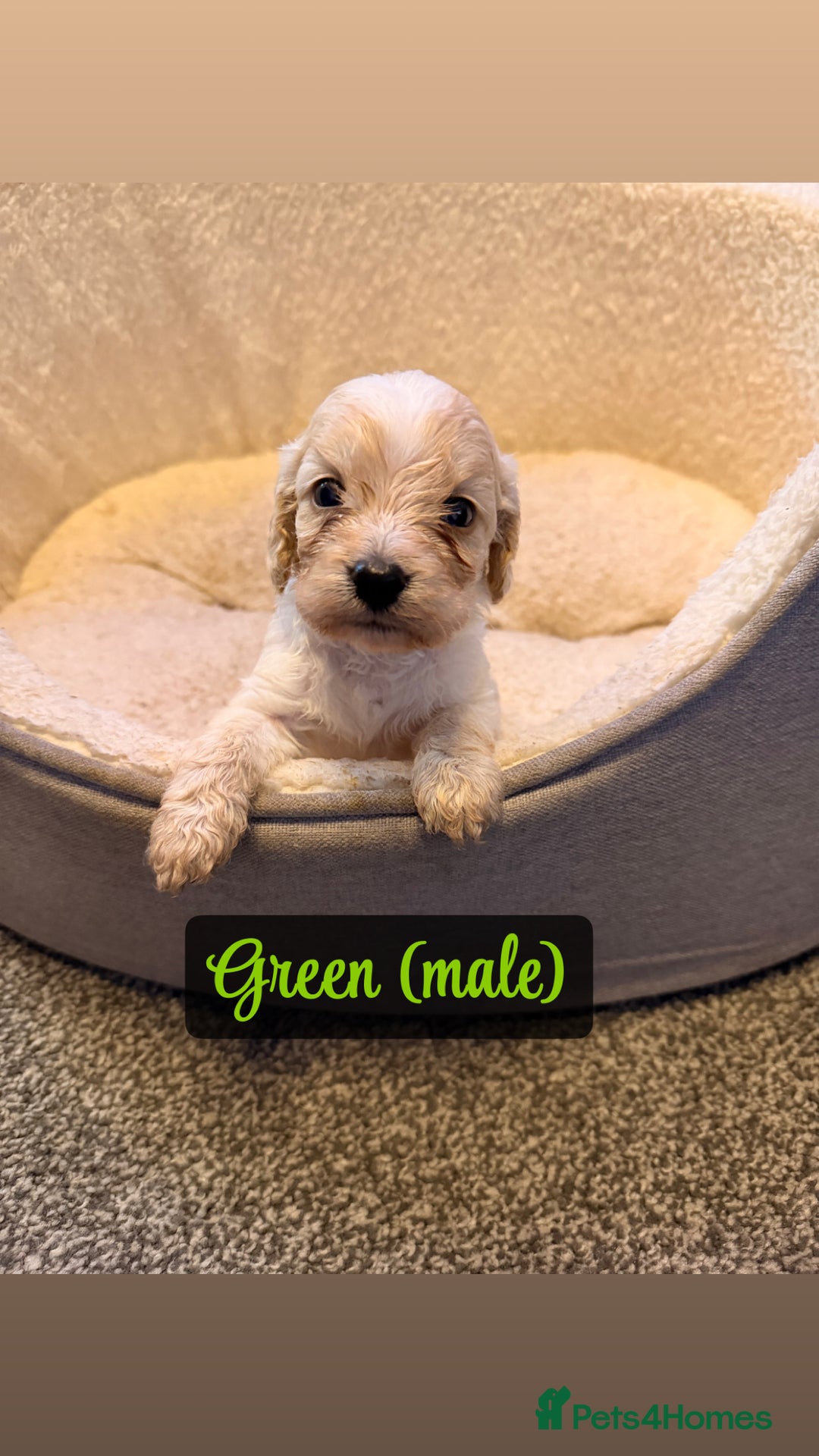 Cockapoo dogs for sale: F2 Toy cockapoo - Advert 17