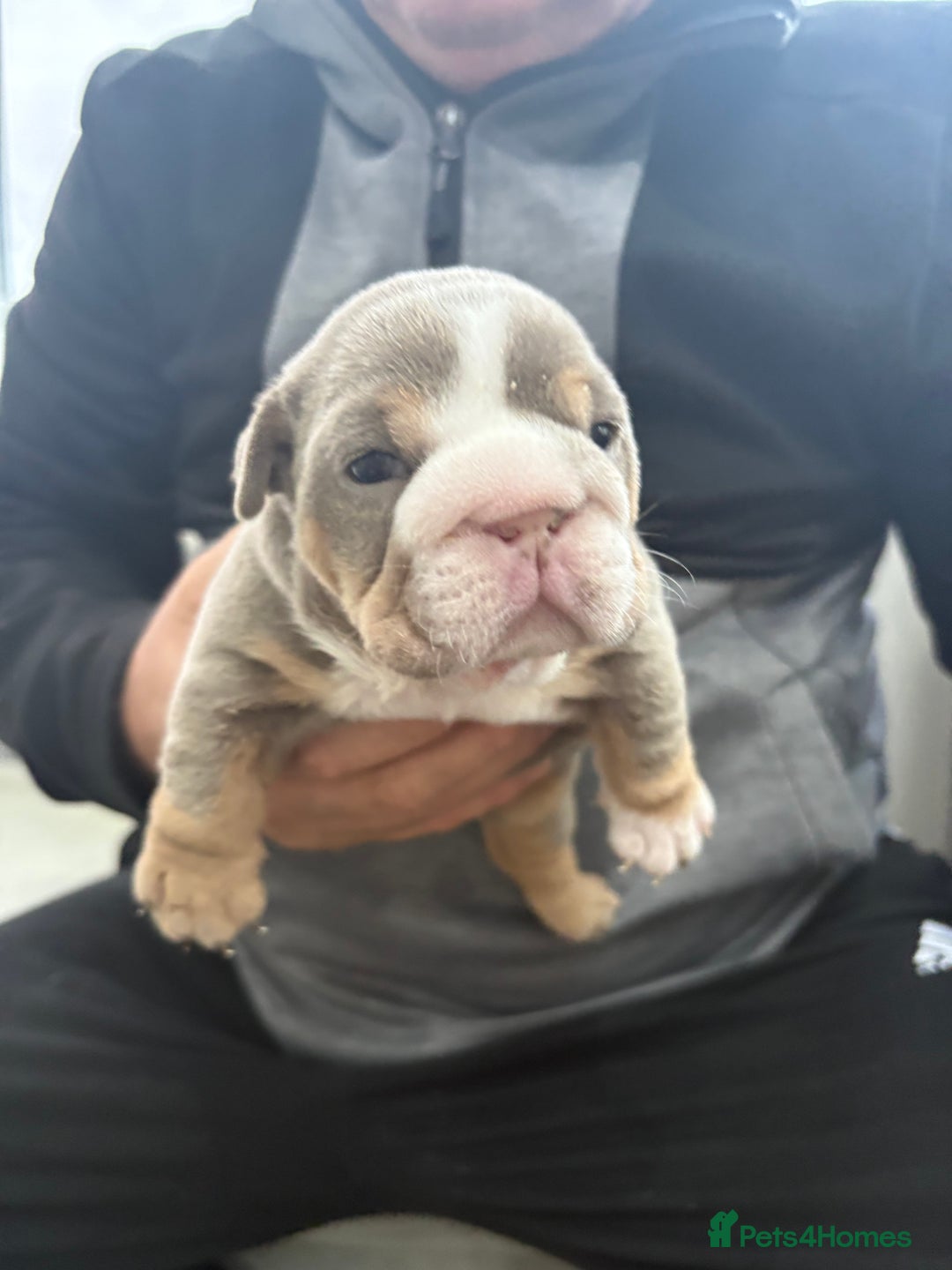 English Bulldog dogs for sale: English bulldog puppies  - Advert 32
