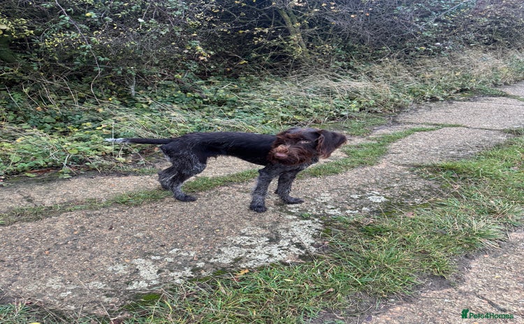German Wirehaired Pointer dogs - Advert 1