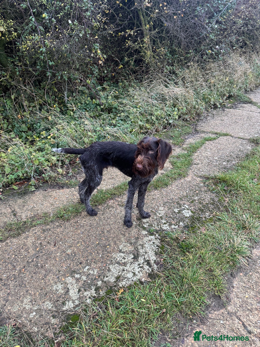 German Wirehaired Pointer dogs for sale: Male GWP pup  - Image 1