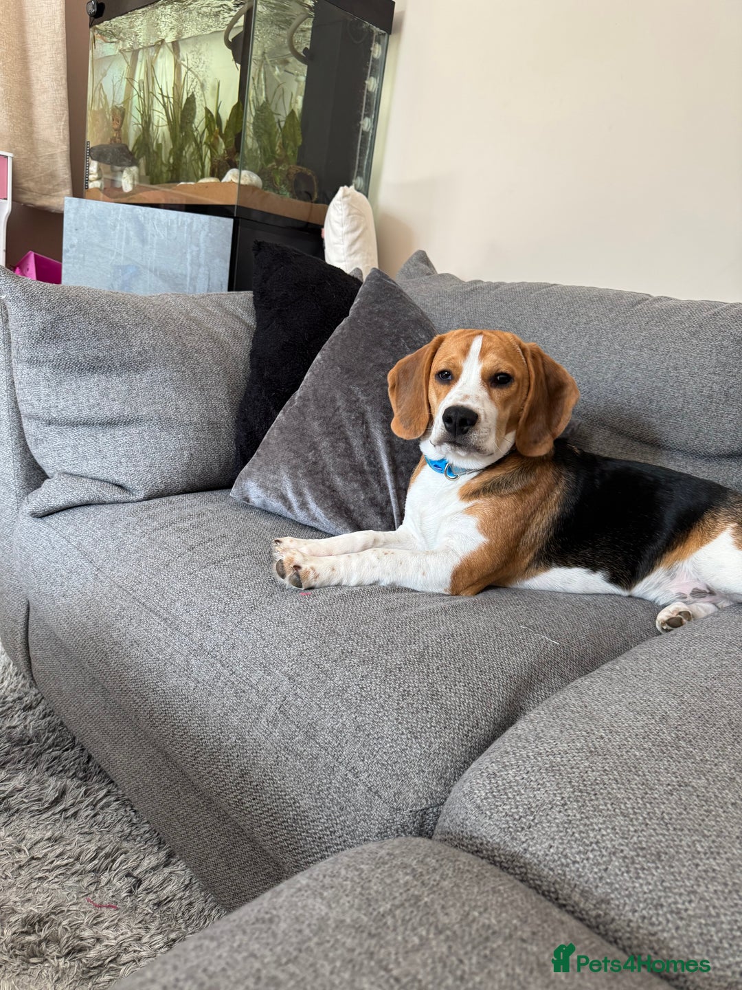 Beagle dogs for sale: Toby the beagle  - Image 3