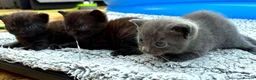 British Shorthair cats for sale: ❤ Beautiful Kittens ❤ – Ready for Loving Homes ❤ in Hull - Advert 7