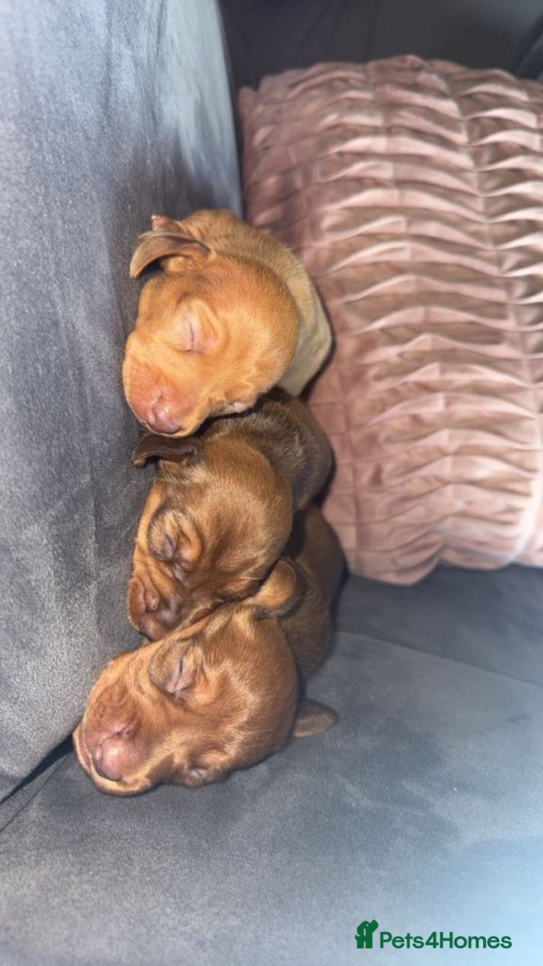 Miniature Dachshund dogs for sale: 3 gorgeous miniature daschunds - Image 23