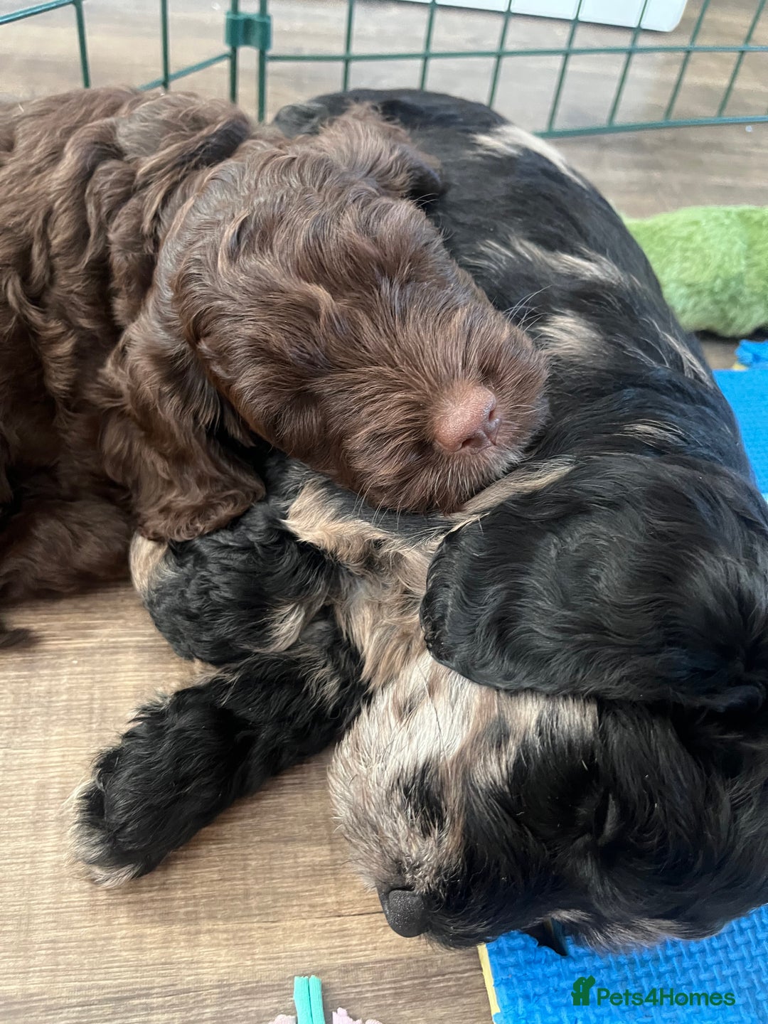 Cockapoo dogs for sale: Cockerpoo- beautiful Merle ready to go in Gillingham - Image 13