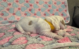 Cockapoo dogs for sale: Gorgeous F2B Cockapoo puppies  - Image 30