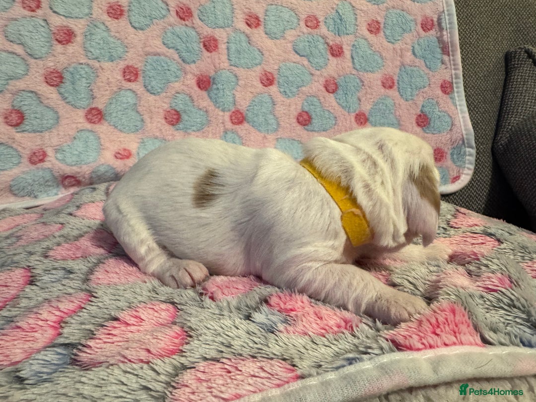 Cockapoo dogs for sale: Gorgeous F2B Cockapoo puppies  - Image 30