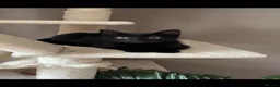 Domestic Shorthair cats for sale: Beautiful black kitten  - Advert 2