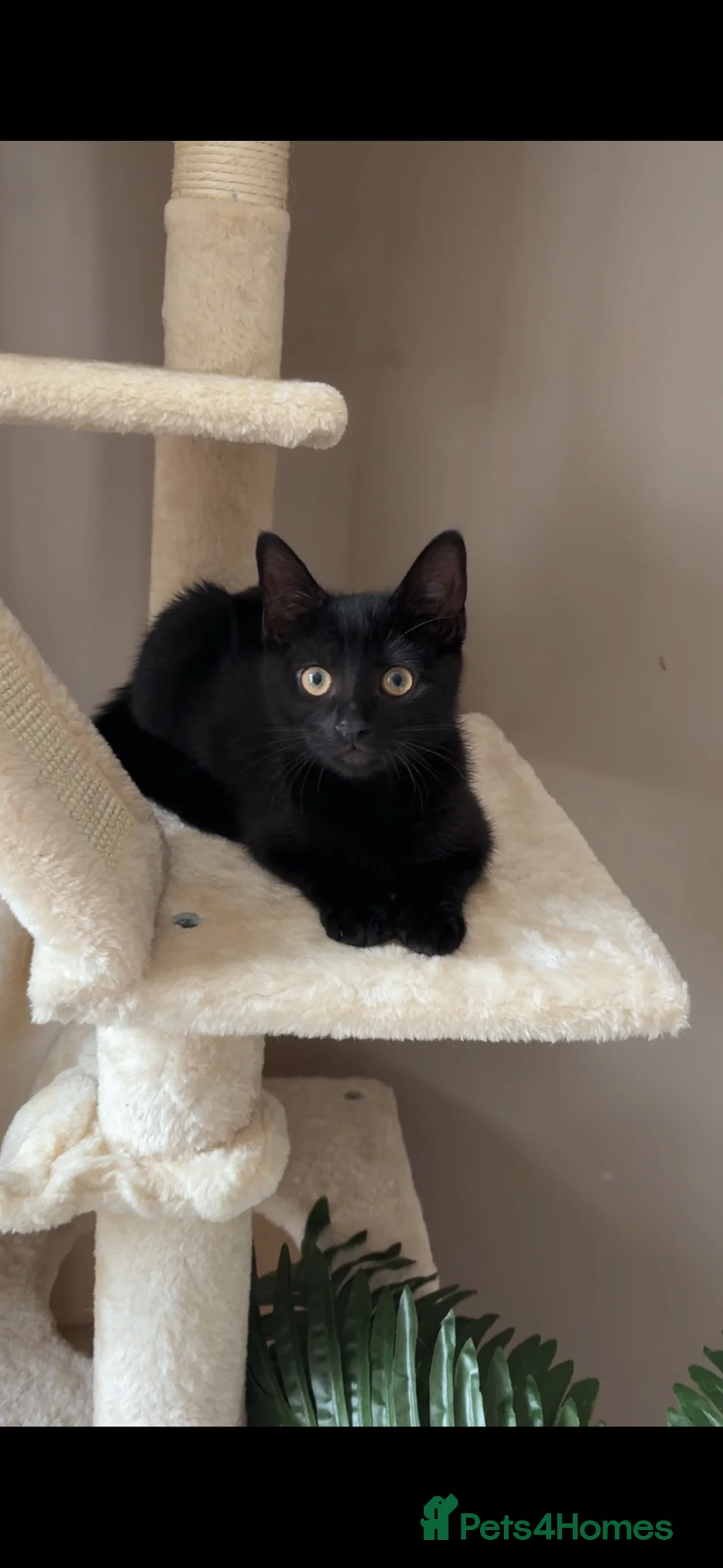 Domestic Shorthair cats for sale: Beautiful black kitten  - Advert 2