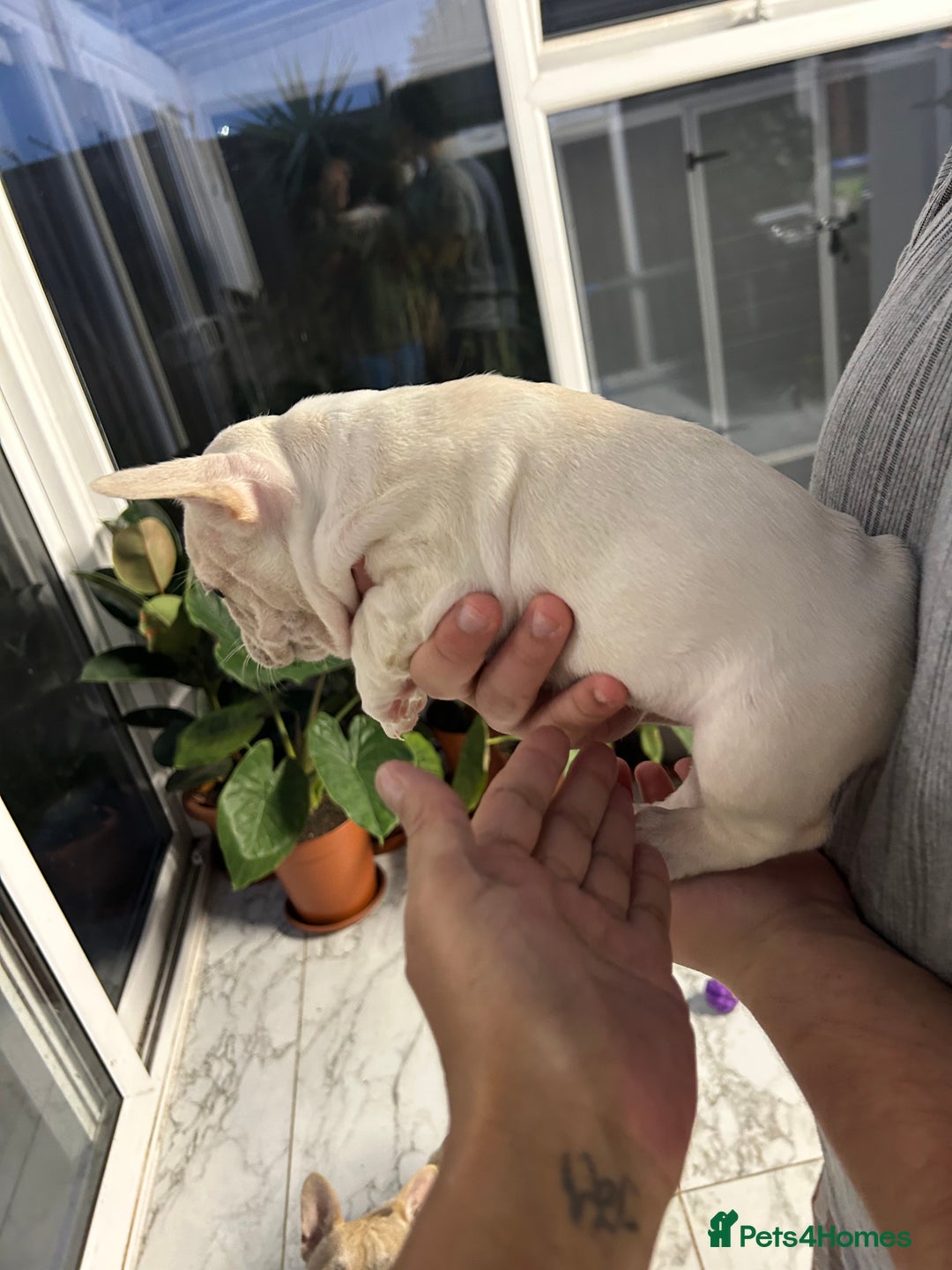 French Bulldog dogs for sale: 3 Extremely beautiful French bull terriers kc reg  - Advert 11