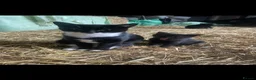 Mixed Breed cats for sale: Kittens for sale  - Advert 4
