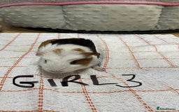 Guinea Pig rodents for sale: 3 Female Guinea Pigs - Image 6