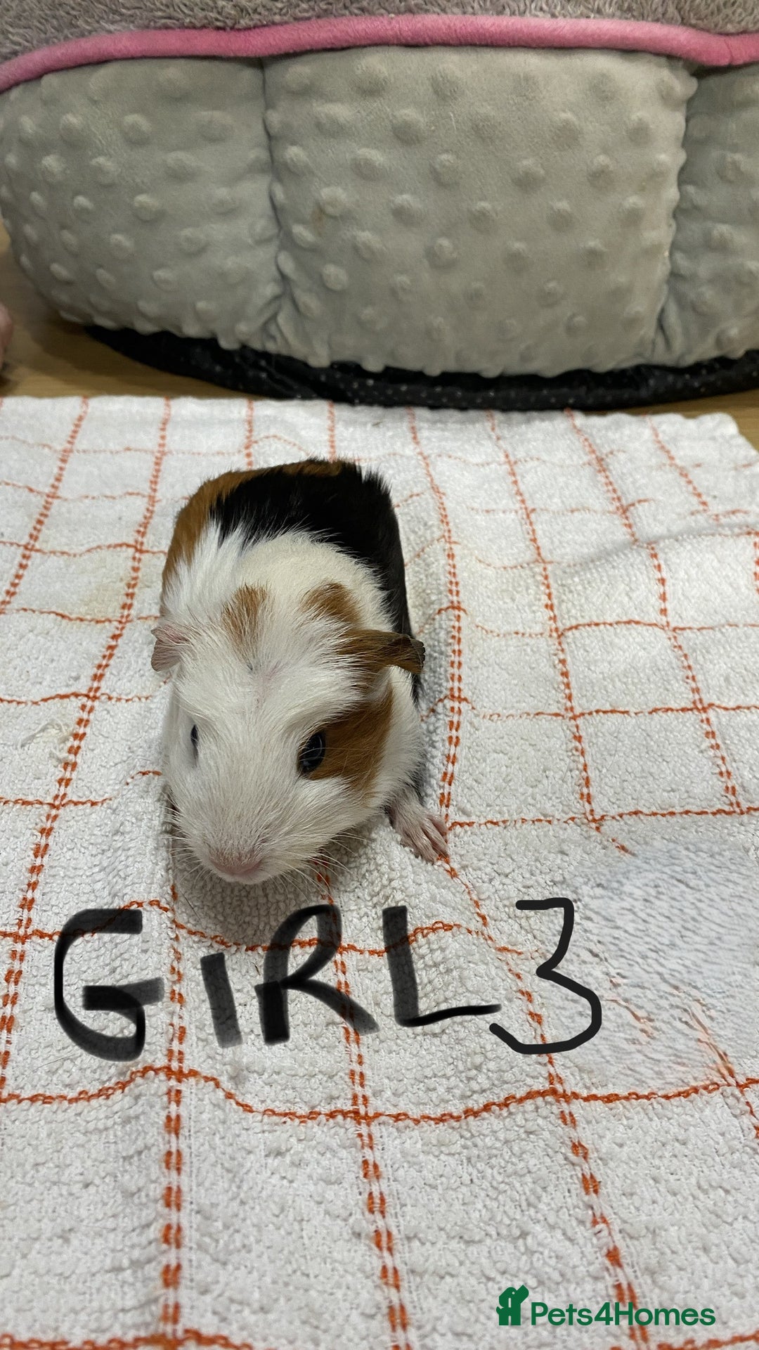 Guinea Pig rodents for sale: 3 Female Guinea Pigs - Image 6