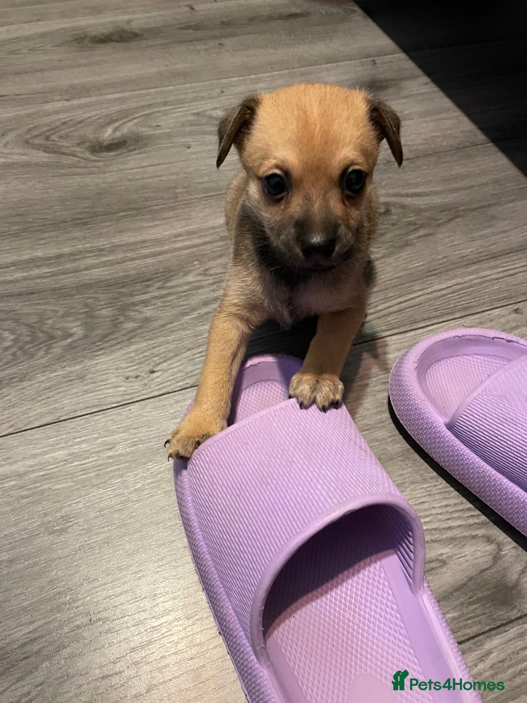 Miniature Pinscher dogs for sale: Miniature pinscher puppys - Advert 20